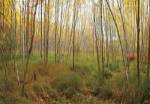 Birch Forest Panorama by Michael Hudson