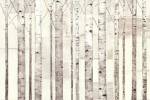 Birch Trees on White by Avery Tillmon