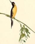 Bird by Aurore De la Morinerie