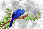 Bird Collection 6 by Ata Alishahi