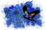 Bird Collection 9 by Ata Alishahi