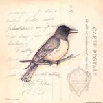 Bird II by Stephanie Marrott
