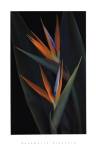 Bird of Paradise by Rosemarie Stanford