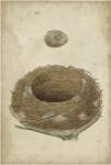 Bird's Nest Study I by Vision Studios