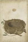 Bird's Nest Study II by Vision Studios