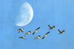 Birds And Big Moon by Ata Alishahi