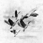 Birds Fly Away 2 by Ata Alishahi