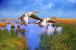 Birds In Nature by Ata Alishahi