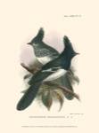 Birds in Nature V by J.G. Keuleman