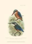 Birds in Nature VI by J.G. Keuleman