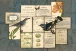 Birds of the Garden by Sue Schlabach