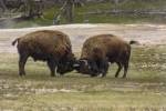 Bison Bulls Sparing by Galloimages Online