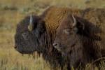 Bison Duo by Galloimages Online