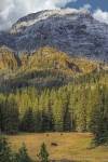 Bison Grazing In The Yellowstone Grand Landscape by Galloimages Online