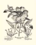 Black and White Besler Peony I by Basilius Besler
