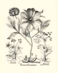 Black and White Besler Peony II by Basilius Besler