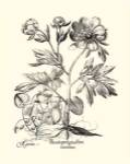 Black and White Besler Peony III by Basilius Besler