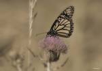 Black And White Butterfly On Flower by Gordon Semmens