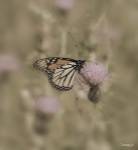 Black And White Butterfly On Flower Closeup by Gordon Semmens