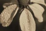 Black And White Flower With Dew by Gordon Semmens