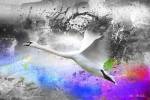 Black And White To Color by Ata Alishahi
