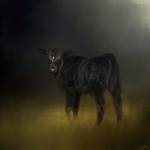 Black Angus Calf In The Moonlight by Jai Johnson