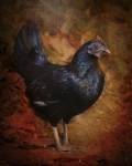 Black Bantam Chicken by Jai Johnson