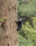 Black Bear Cub Climbing by Galloimages Online