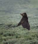 Black Bear Cub Upright by Galloimages Online