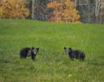 Black Bear Cubs by Galloimages Online