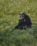 Black Bear Hugging Cub by Galloimages Online
