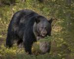 Black Bear Sow by Galloimages Online