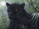 Black Beauty by Jeff Tift