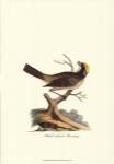 Black-crowned Bunting by Vision Studios