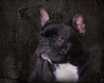 Black French Bulldog Portrait by Jai Johnson