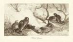 Black Game by Archibald Thorburn