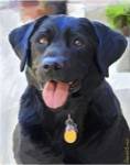 Black Lab by Robert McClintock