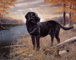 Black Lab with Decoys by Ruane Manning