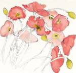 Black Line Poppies II Watercolor by Shirley Novak