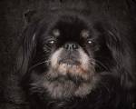 Black Pekingese Portrait by Jai Johnson