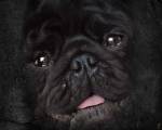 Black Pug Portrait by Jai Johnson
