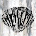 Black Shell II by Andrew James