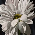 Black Tie Daisy by Ellen Macioce