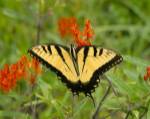 Black Yellow Butterfly I by Kathy Mansfield