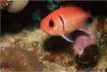 Blackbar Soldierfish