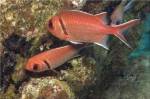 Blackbar Soldierfish
