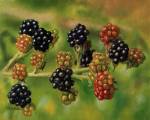 Blackberries by Bill Makinson