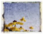 Blackeyed Susans I by Meghan Mcsweeny