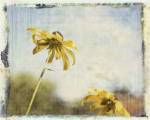 Blackeyed Susans II by Meghan Mcsweeny
