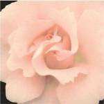 Bliss I by S.G. Rose